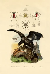 Araña de agua